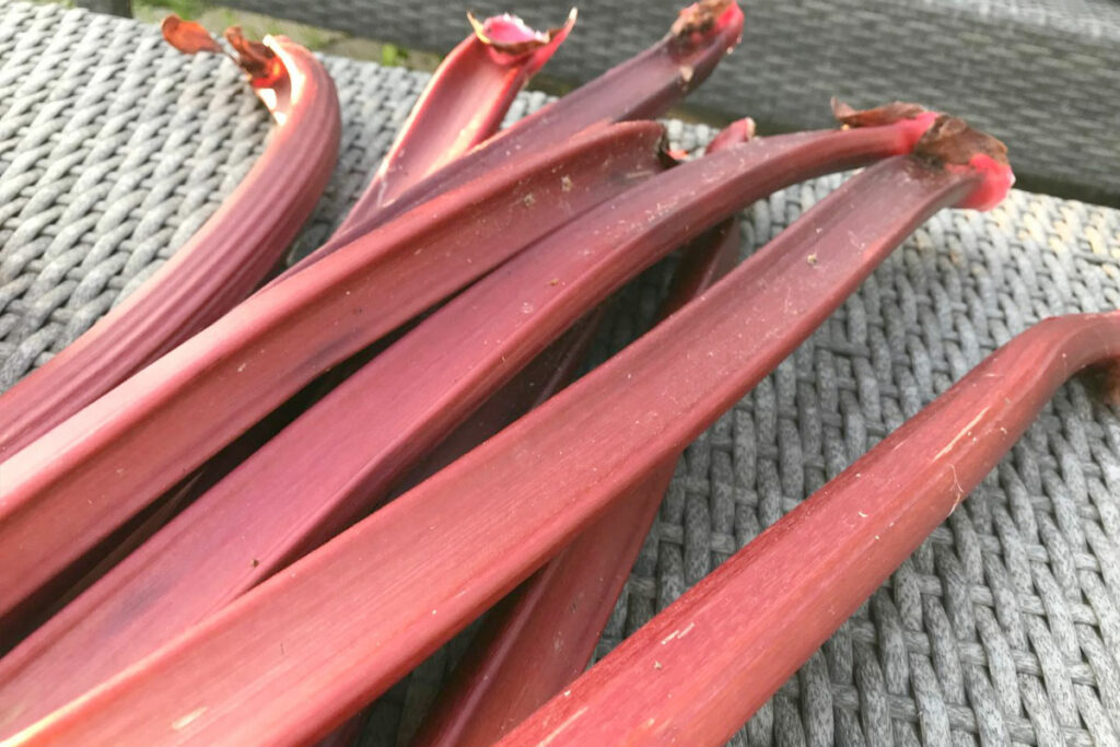 fouten bij het kweken van rabarber