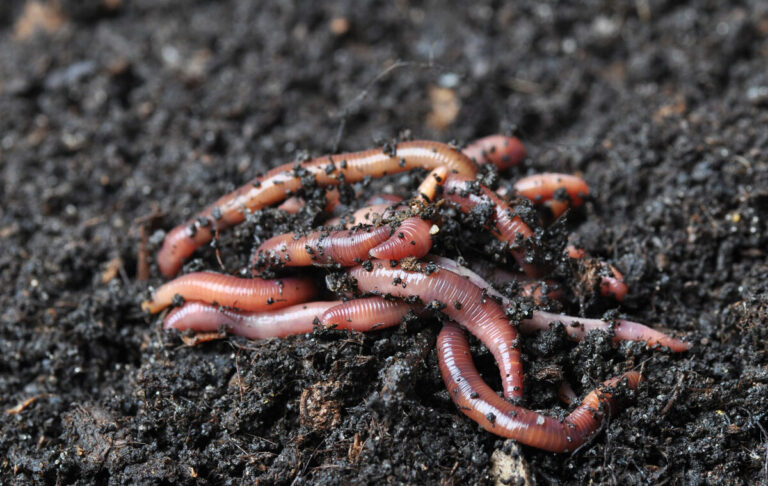 grondmix voor sla in een pot