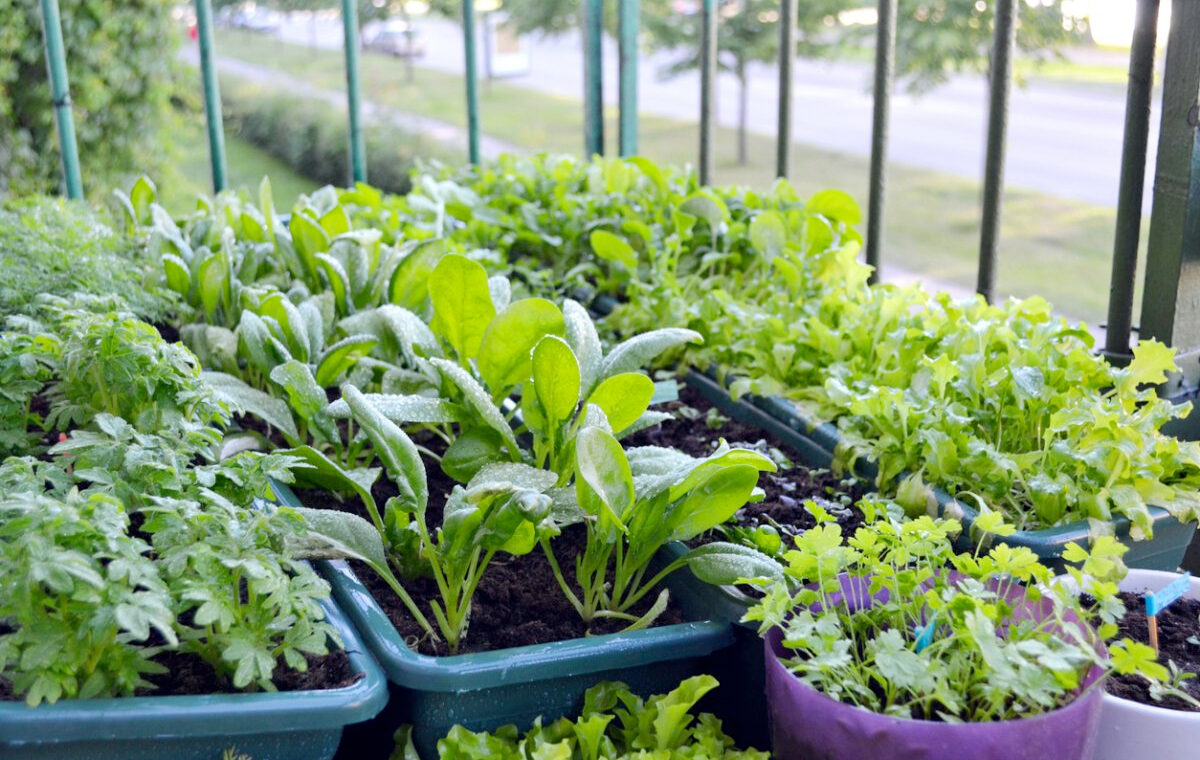 Hoeveel water heeft sla in pot nodig