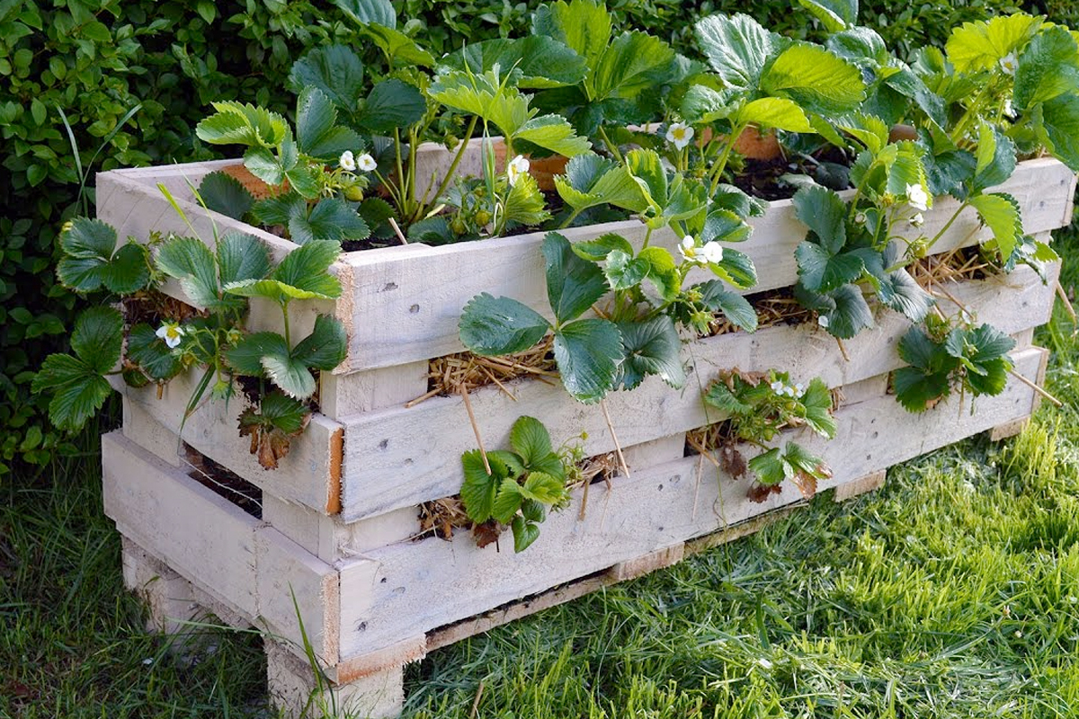 ideeen met je aardbeien oogst