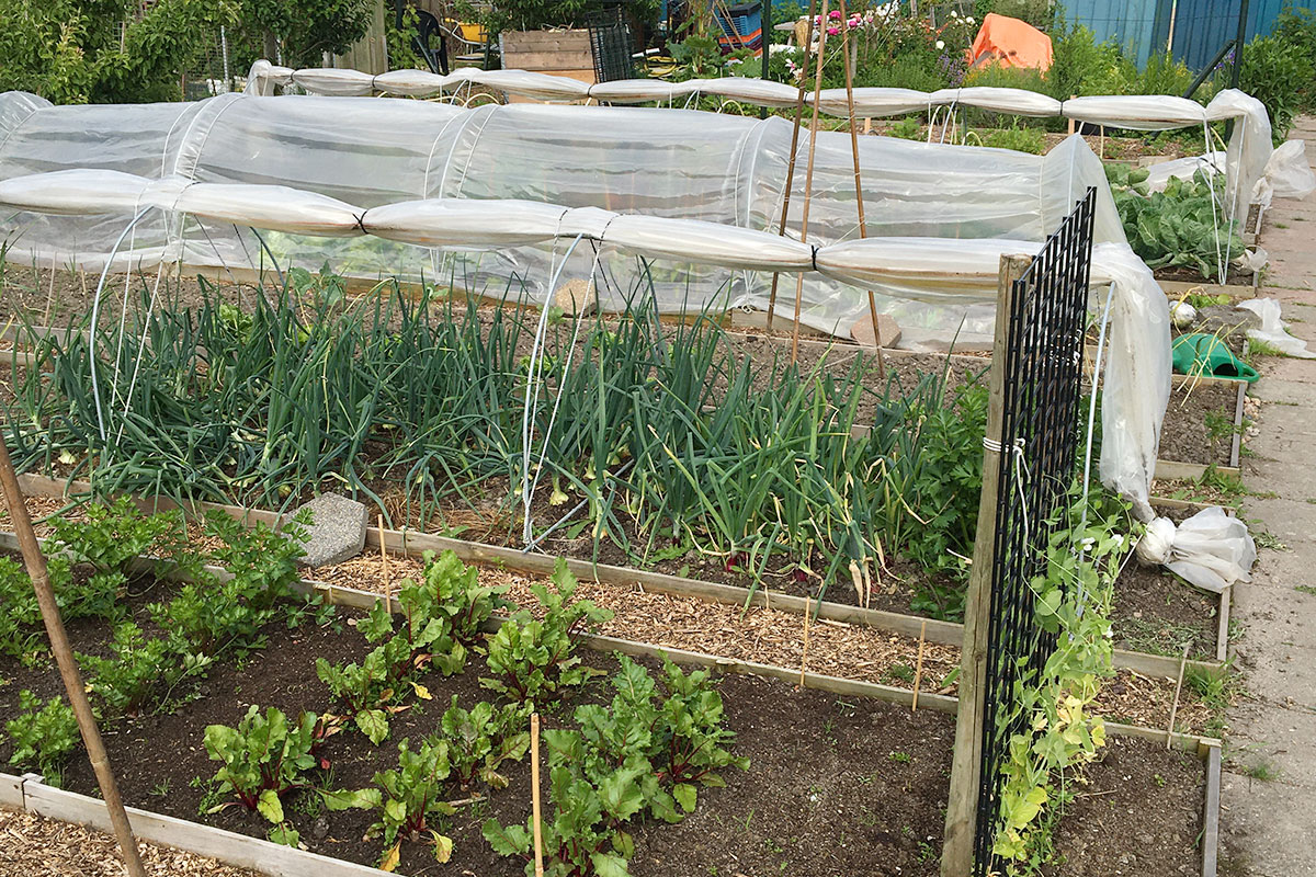 jouw moestuin in juni