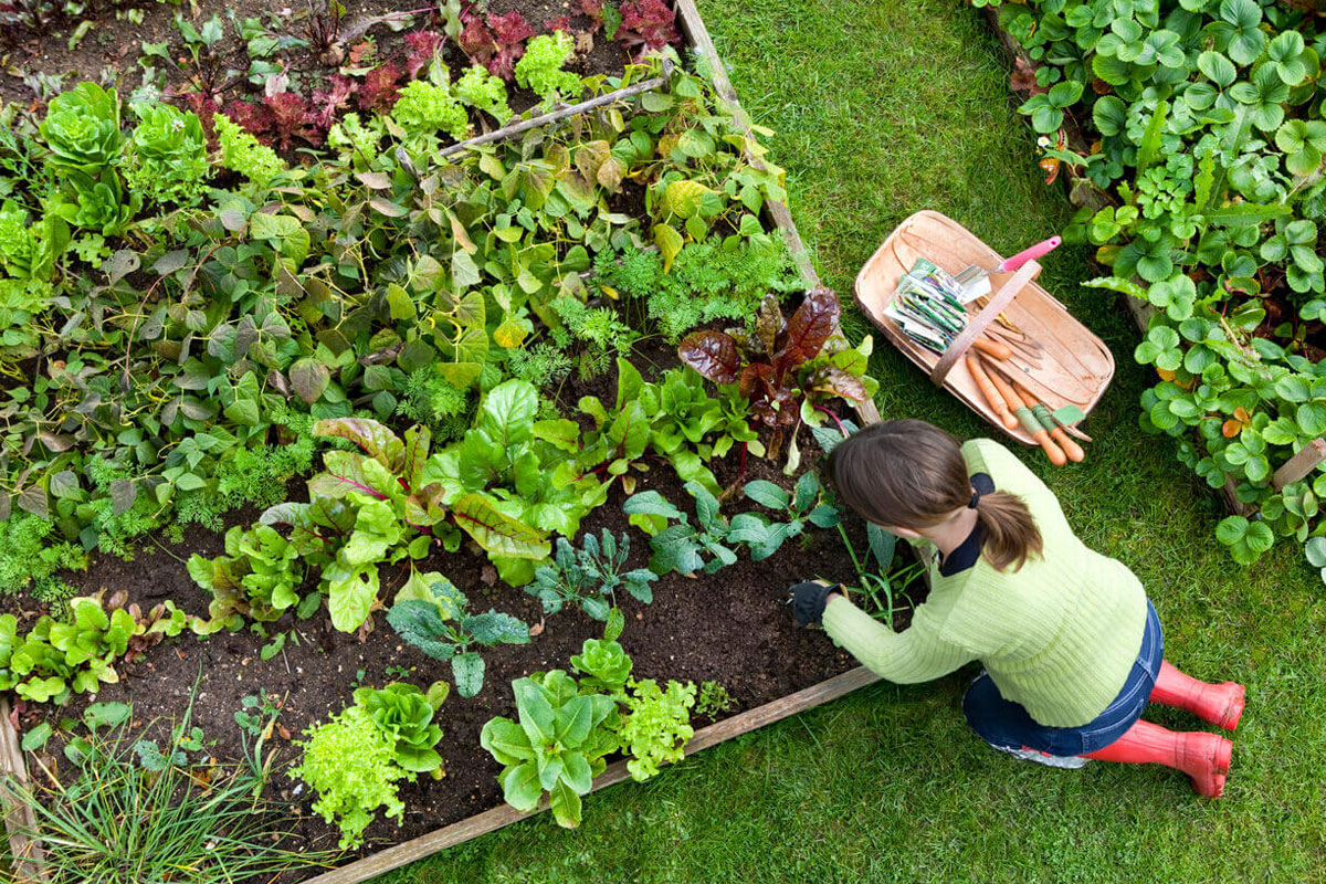 mest en mulch in juni
