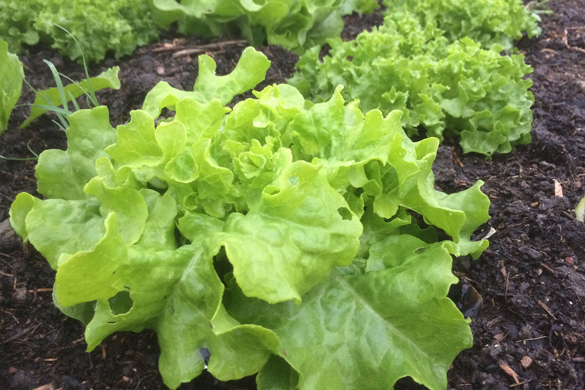 Moestuin in juni