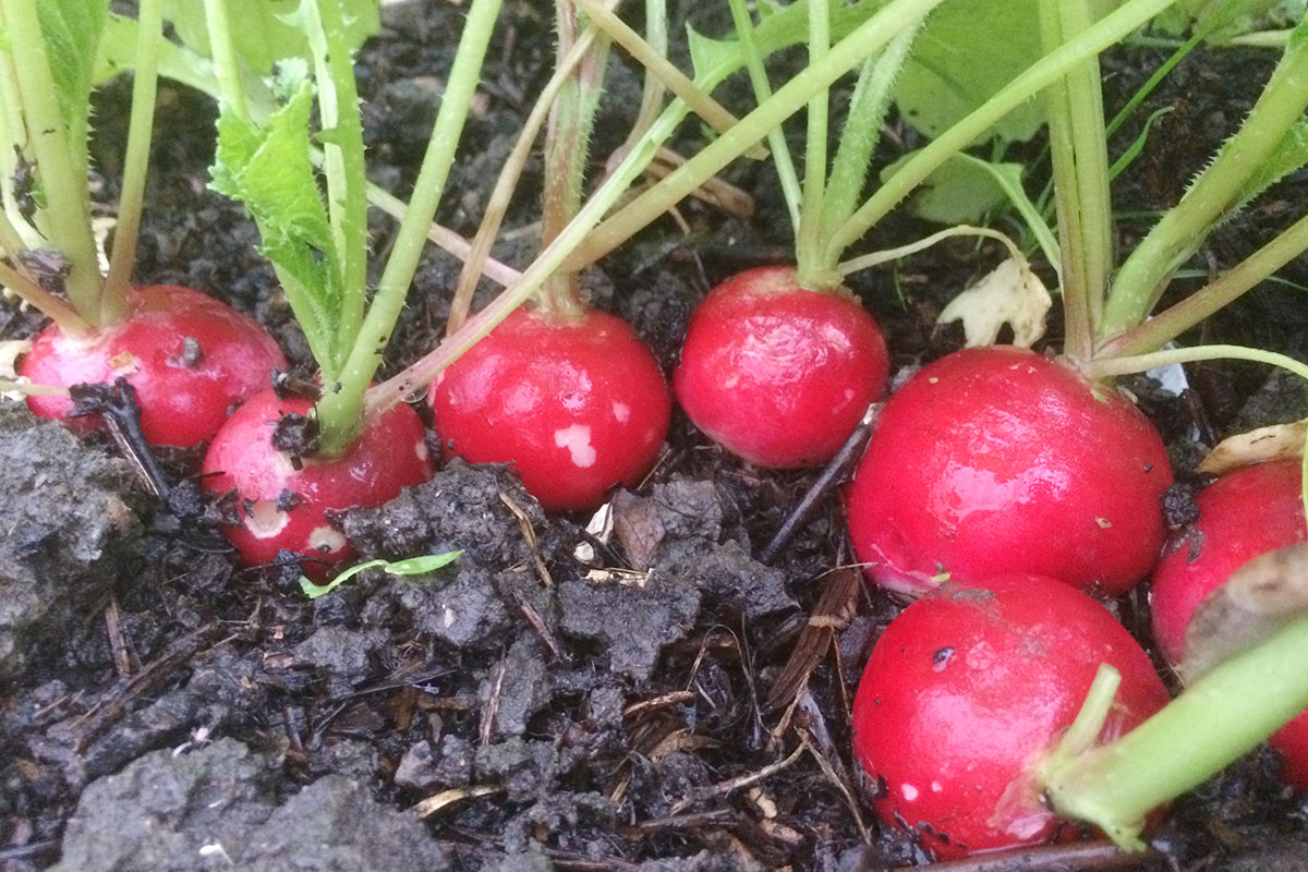 Moestuinklusjes voor juni