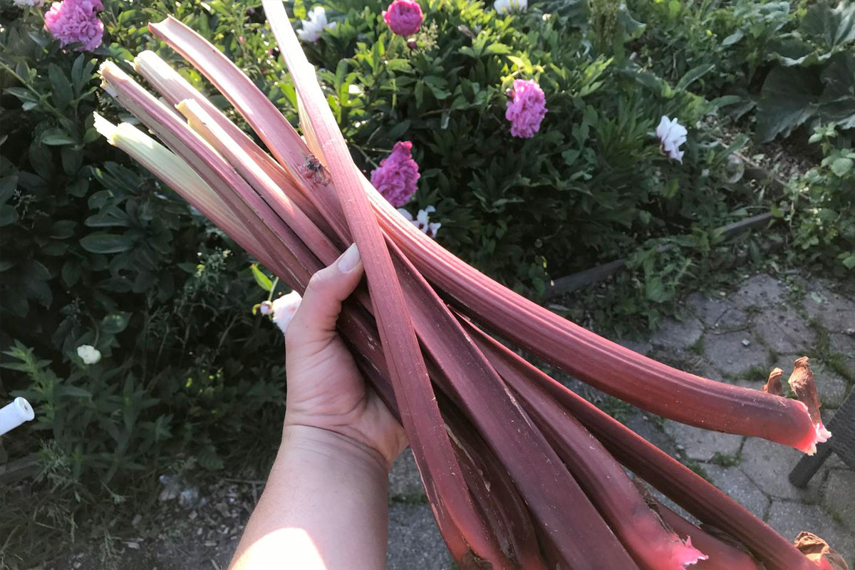 rabarber combineren in de moestuin