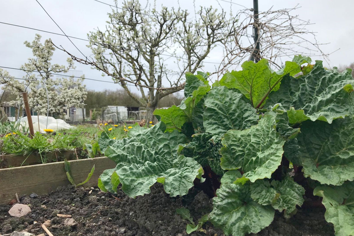 rabarber krachtpatser in de moestuin