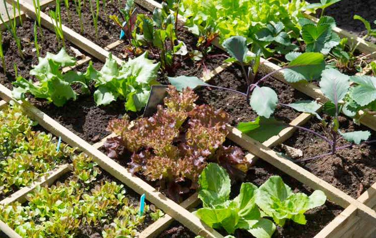 sla combineren met andere planten in potten