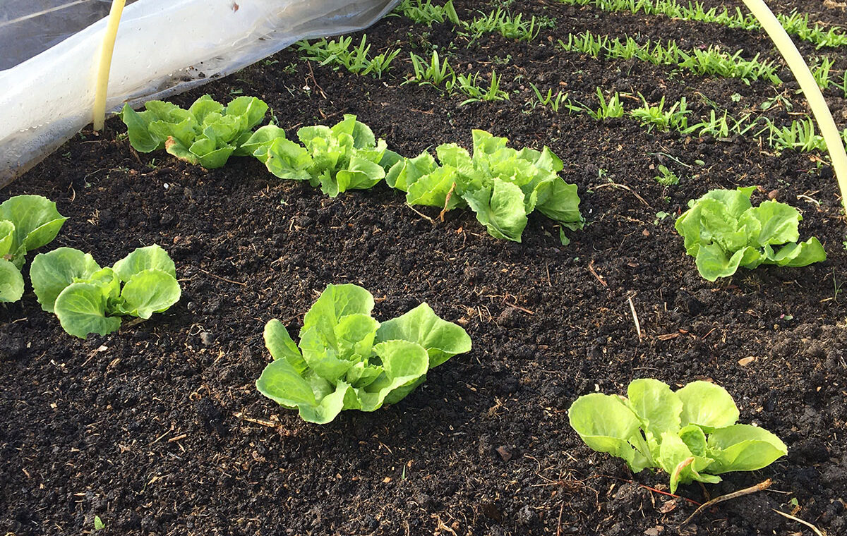 sla kweken in de schaduw