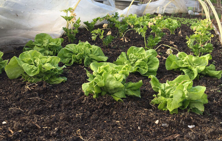 sla kweken in je moestuin
