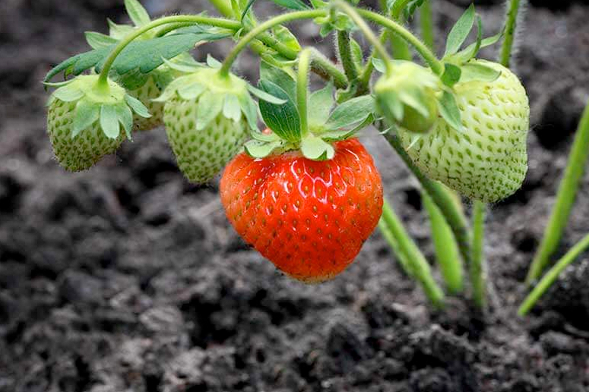 veelgemaakte fouten bij het kweken van aardbeien