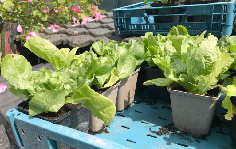 zelf sla zaaien of sla plantjes kopen