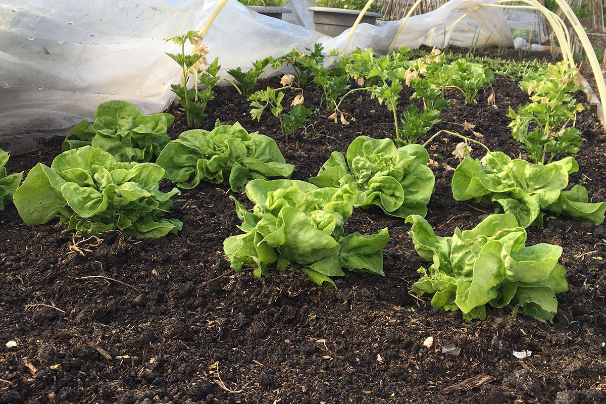 zomerwortels en wintergroente