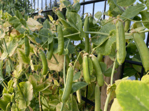 7 tips voor het kweken van erwten