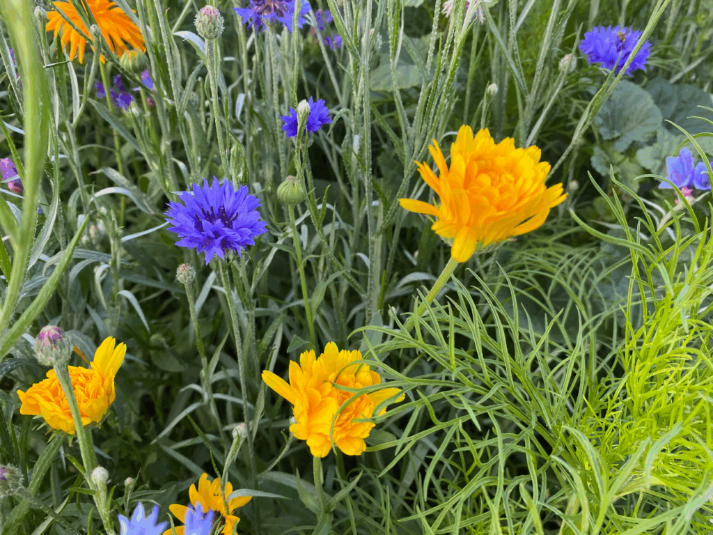 Bloemenmengsel zaaien in de moestuin