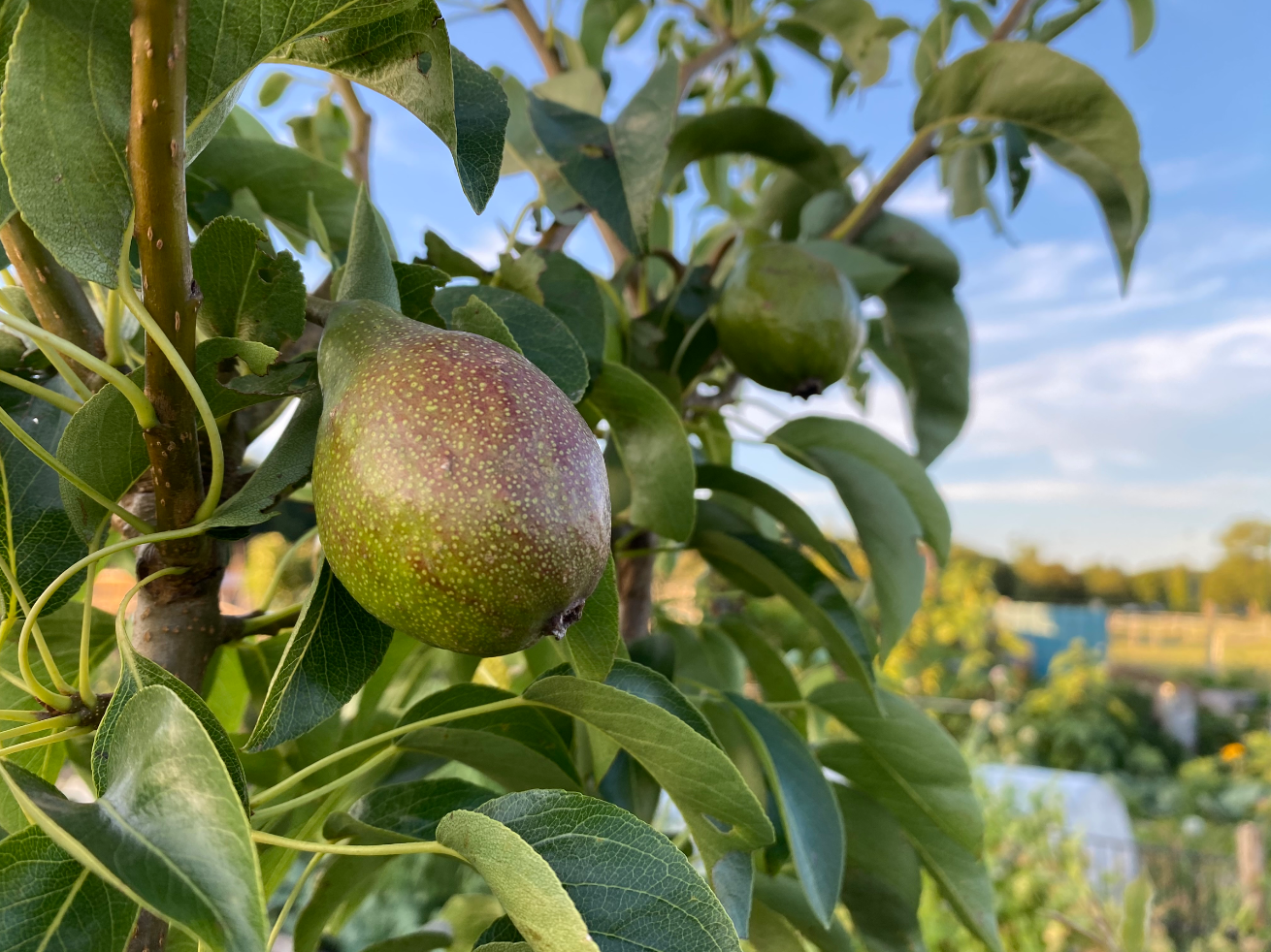 Handperen in de moestuin
