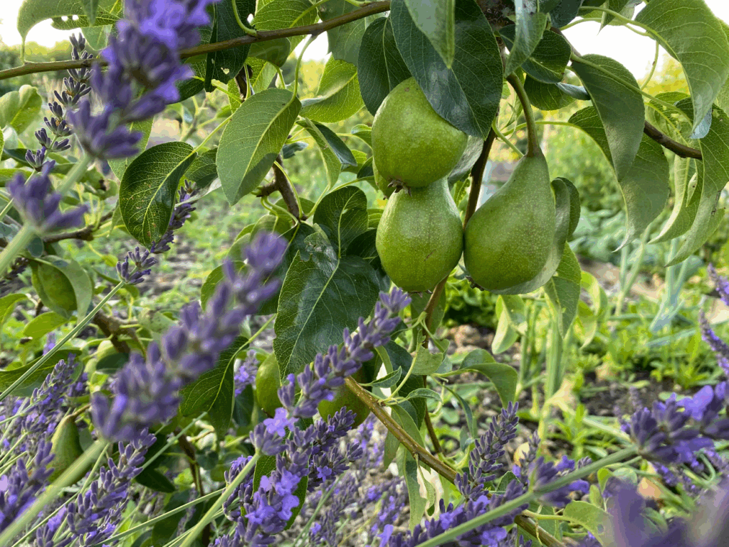 Handperen in de moestuin