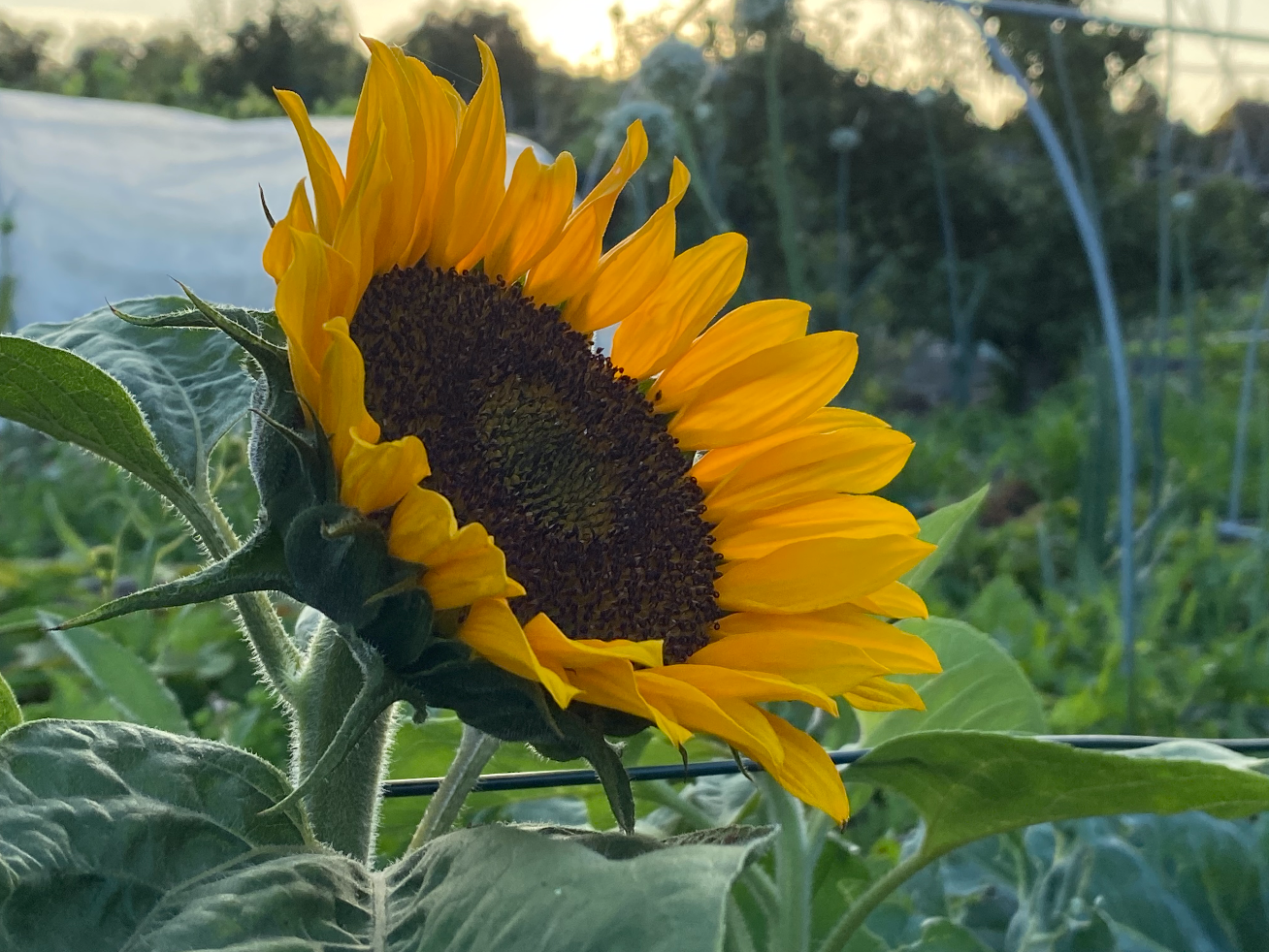 Kun je zonnebloemen naast groenten planten