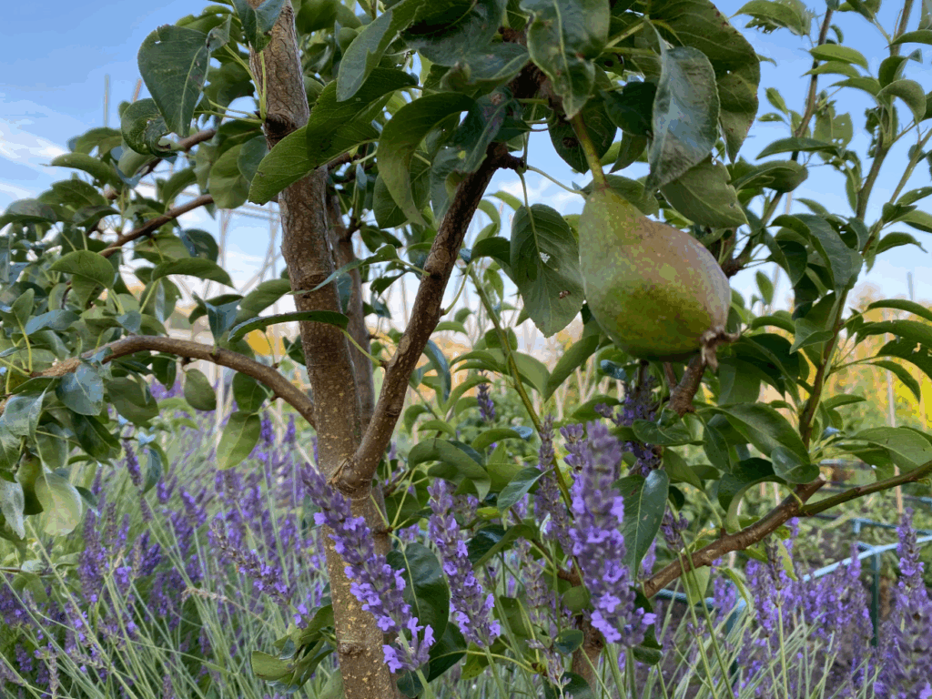 Lavendel Kweken