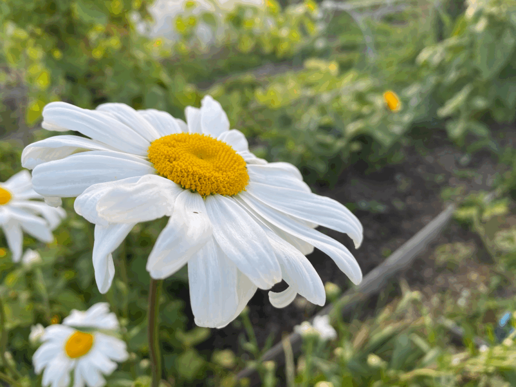 margrieten zaaien