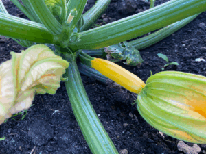 Tips voor het kweken van Courgette