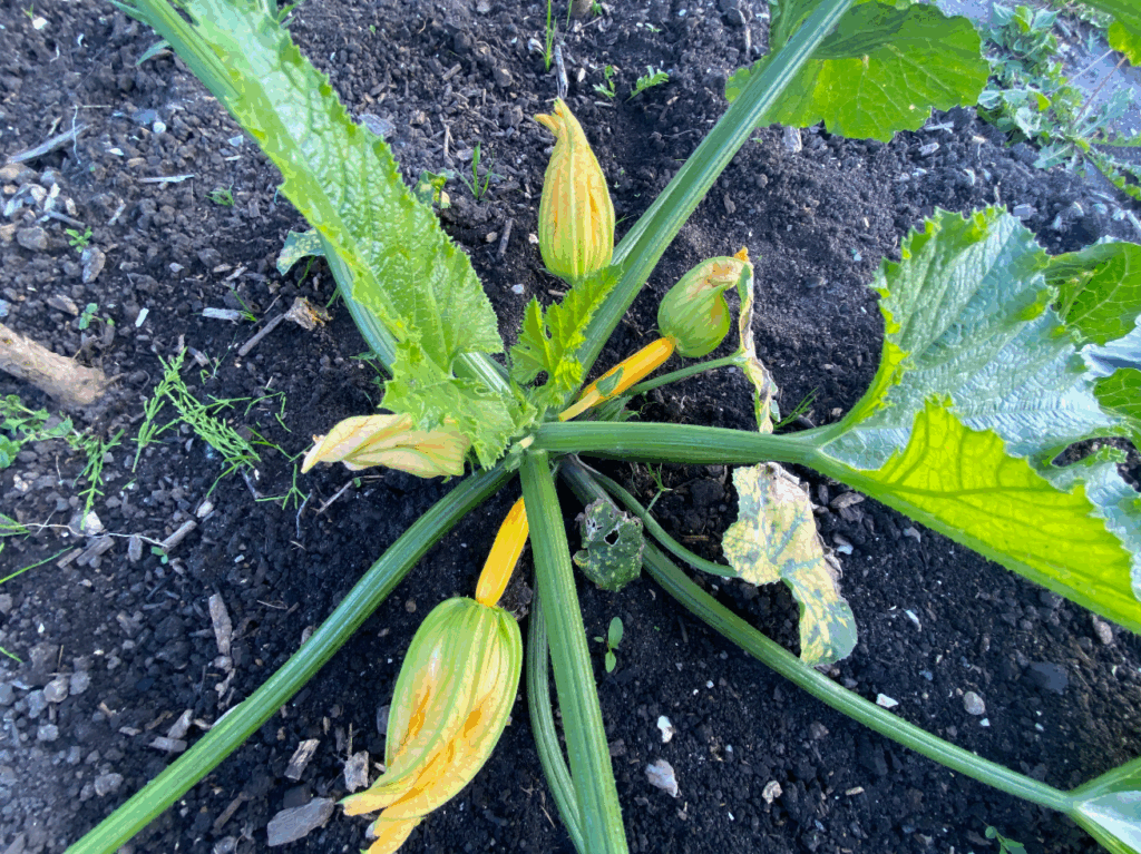 Tips voor het kweken van Courgette