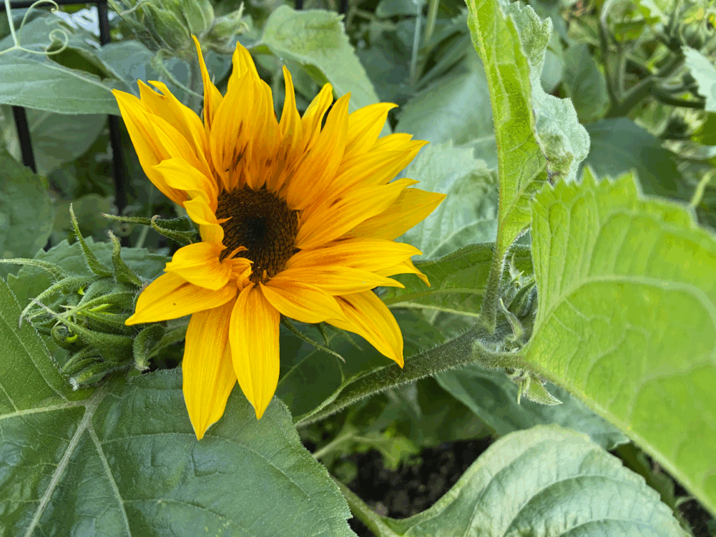Waar kun je zonnebloemzaad kopen