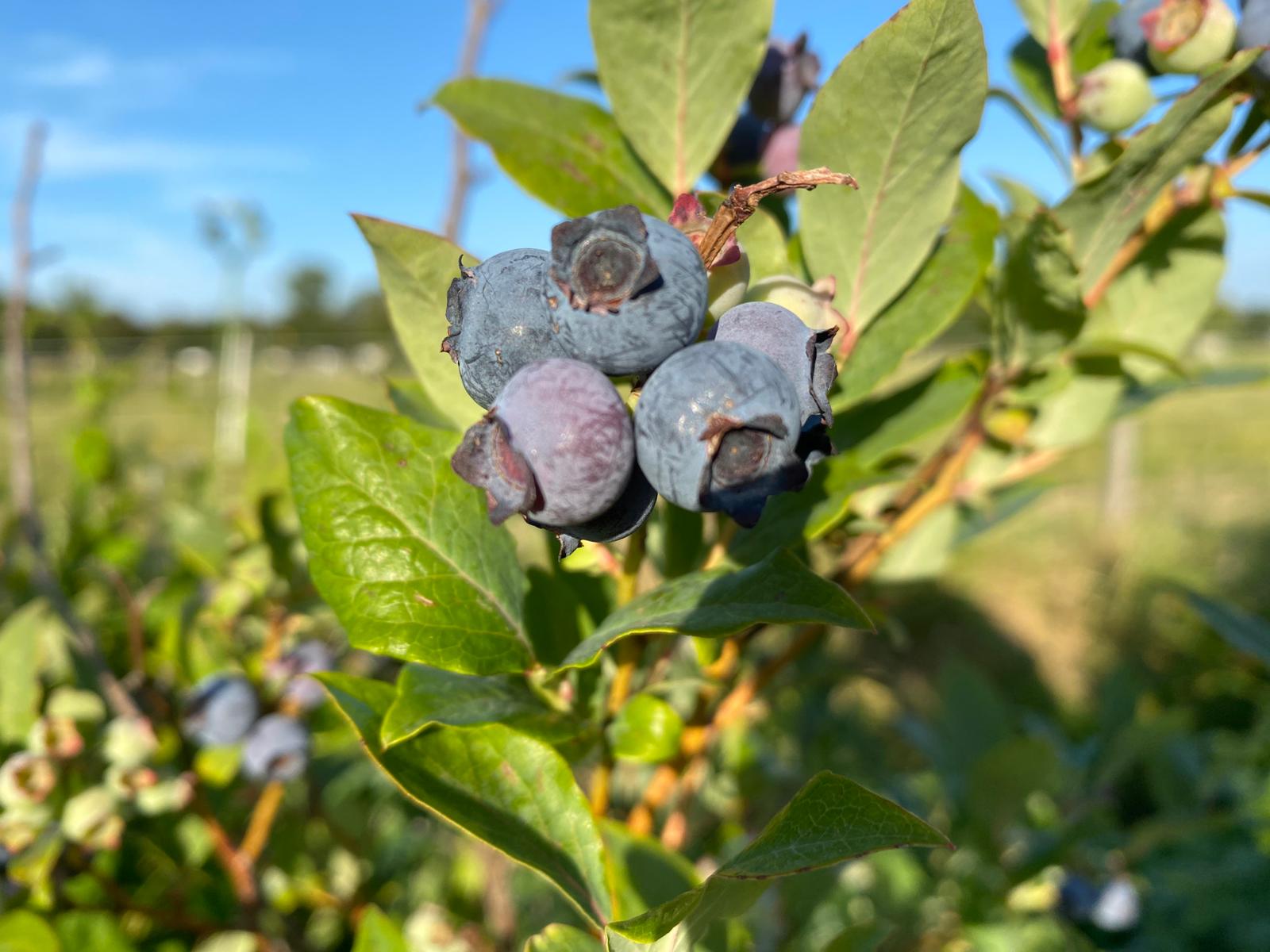 Wanneer blauwe bessen plukken