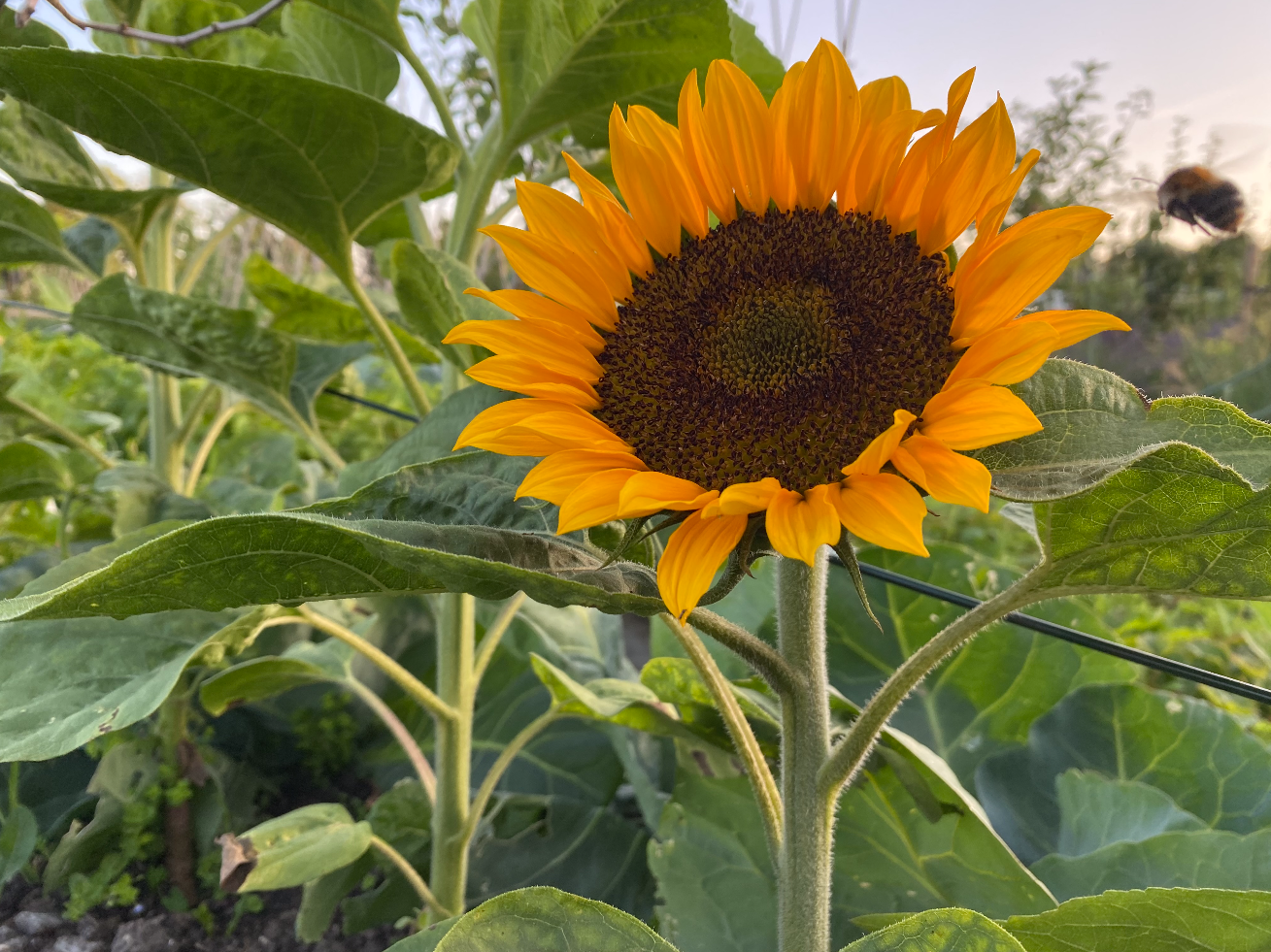 Wanneer kan ik zonnebloemen zaaien in de volle grond