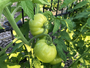 7 tips voor het kweken van tomaten