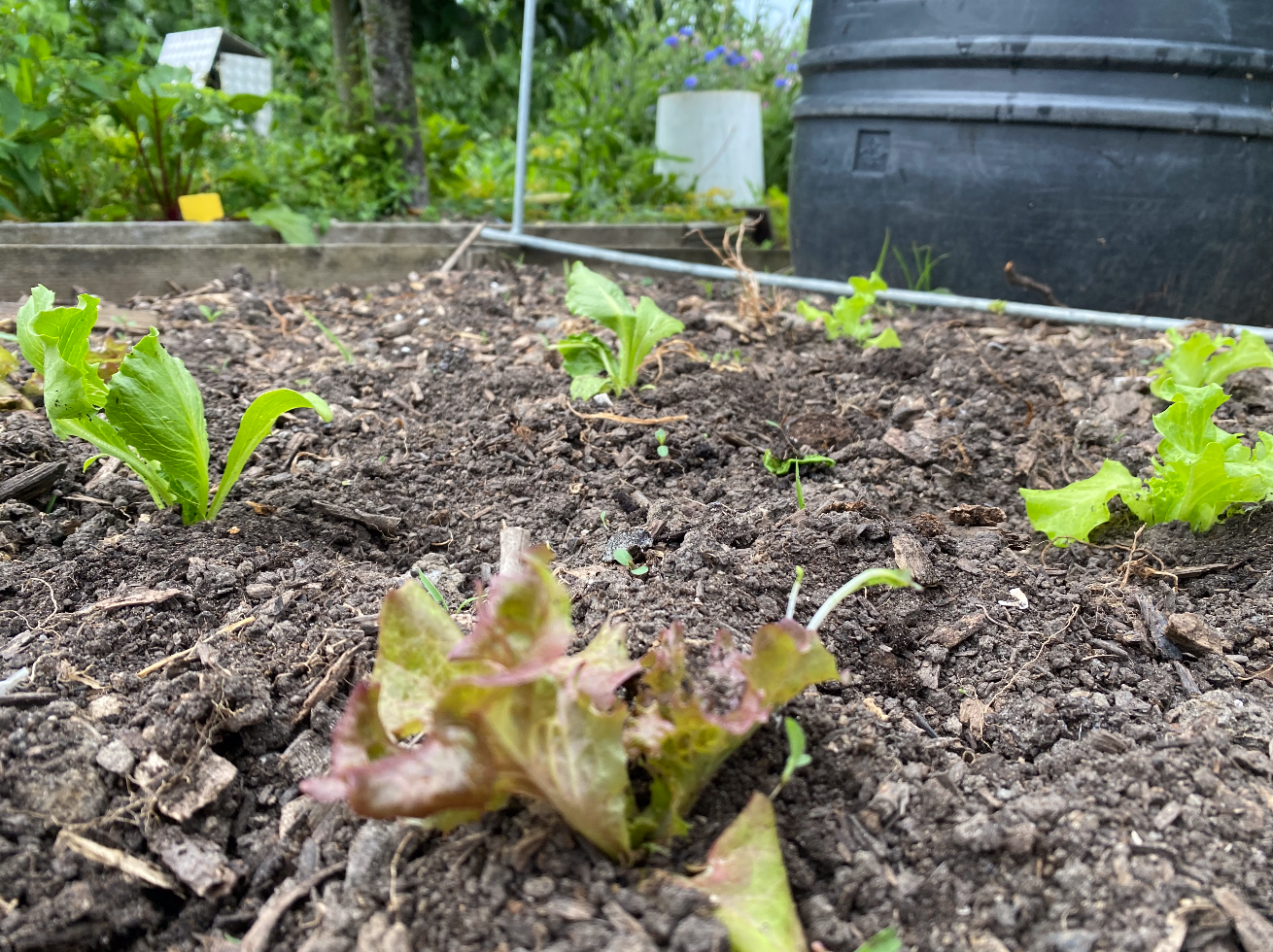 7 tips voor een moestuin in bakken