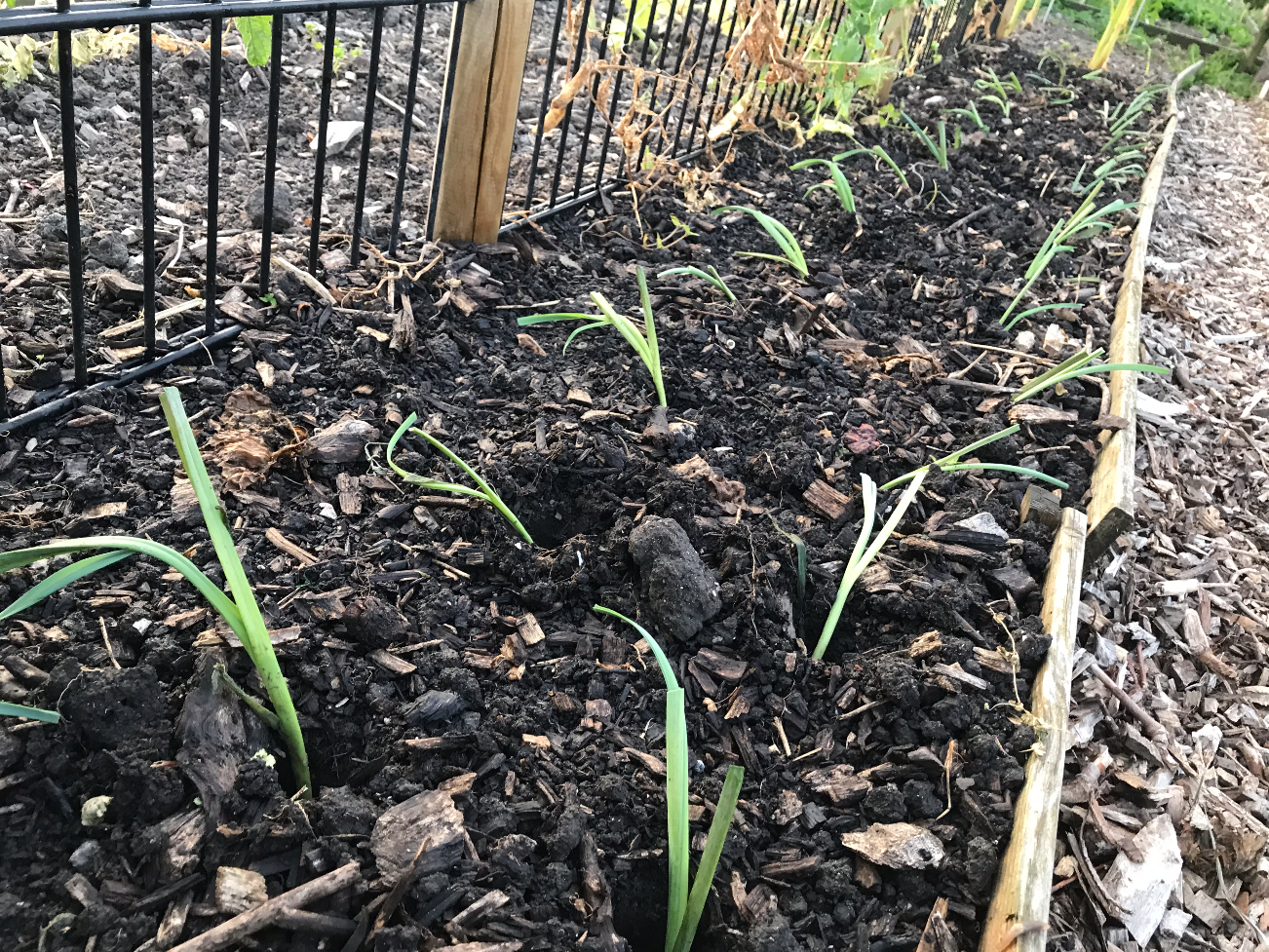 afstand prei planten