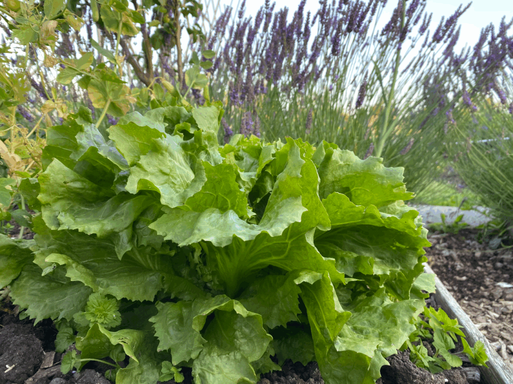 Andijvie in de moestuin