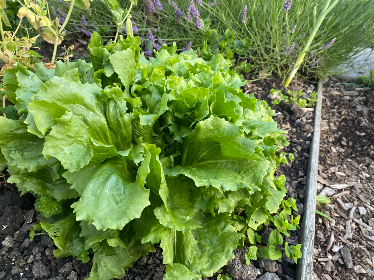 Andijvie in de moestuin