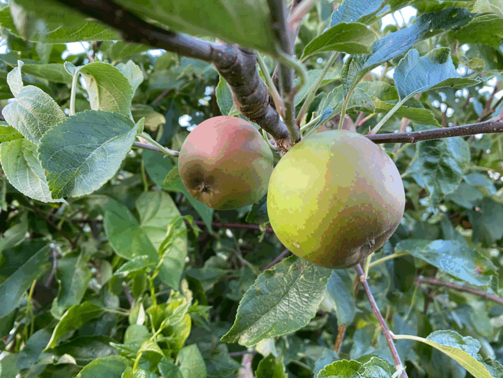 Appelboom in de moestuin
