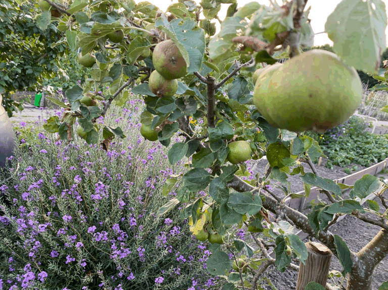 Appelboom in de moestuin