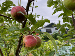 appelboom kopen