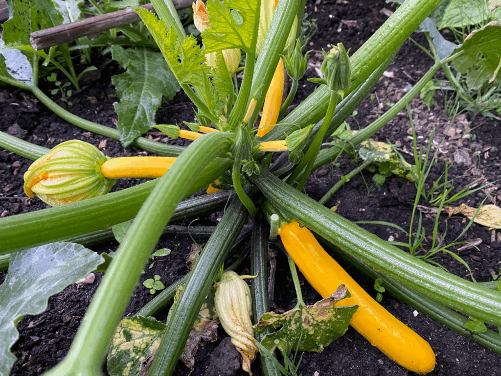 Bemesting Courgette