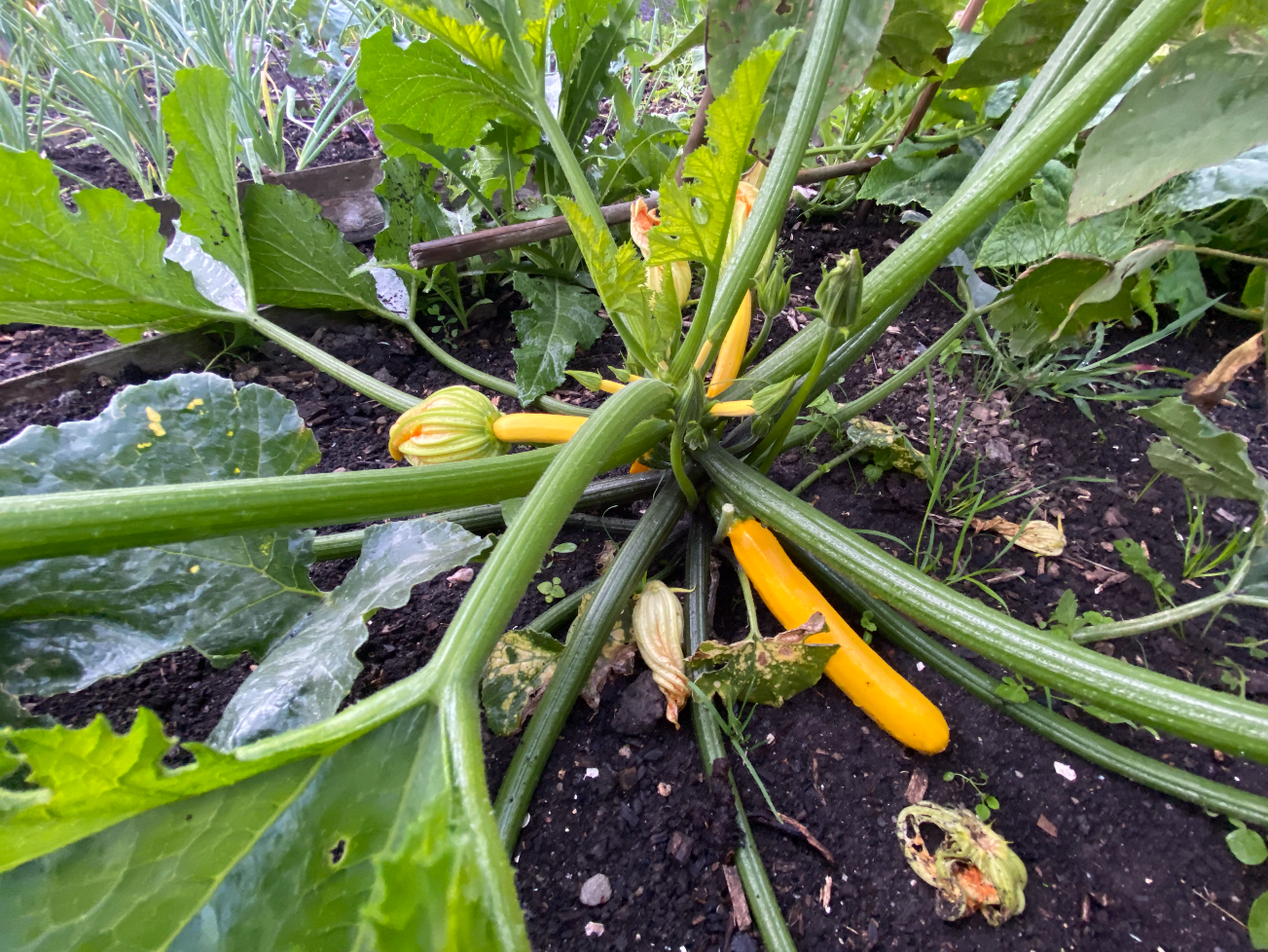 Bemesting Courgette