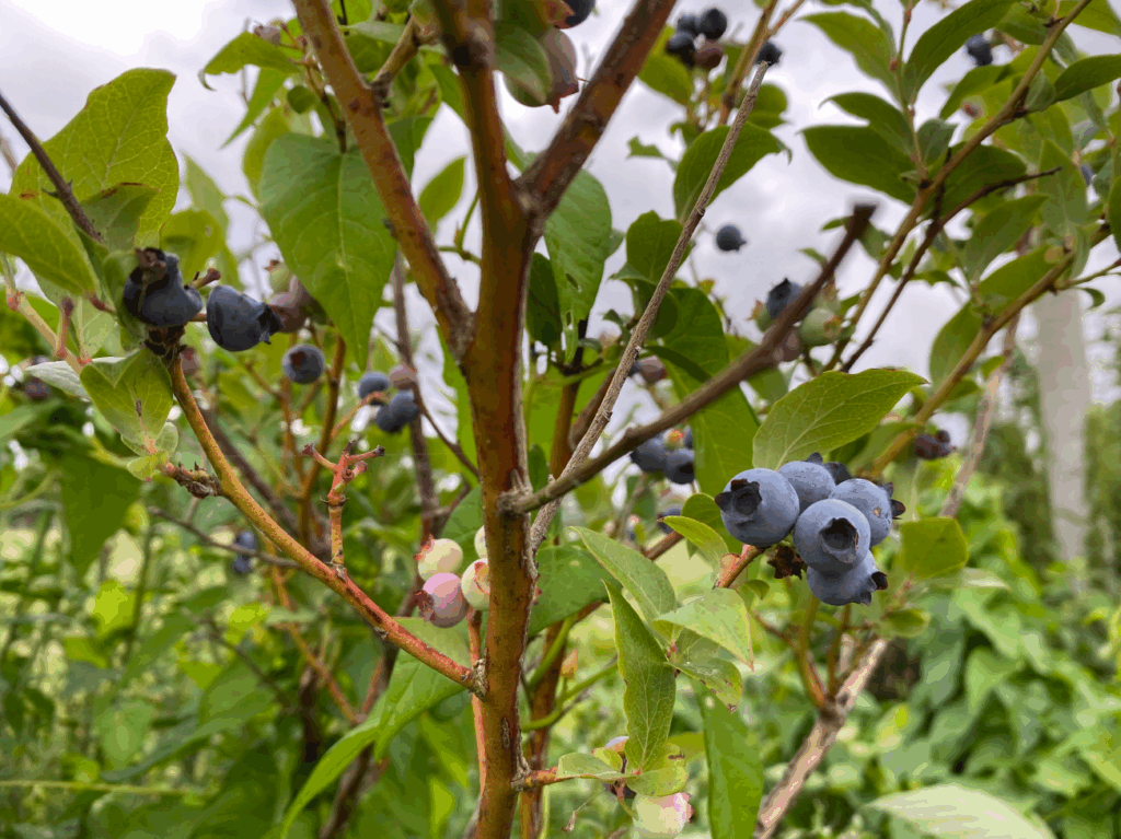 Bemesting van Blauwe bessen