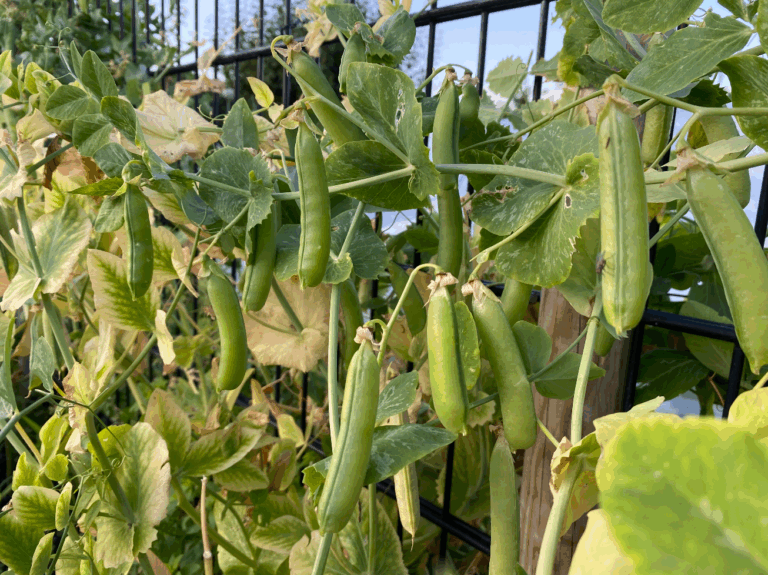 Bemesting van doperwten