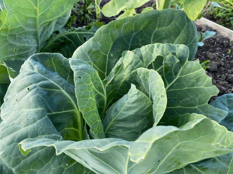 Bemesting van spitskool