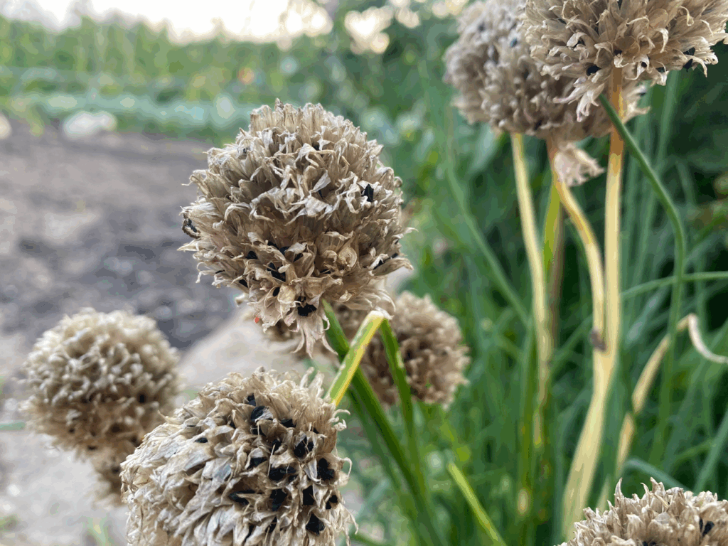 Bieslookzaad winnen