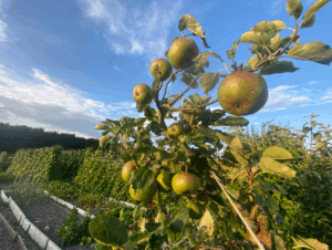 Biologische appelboom kopen