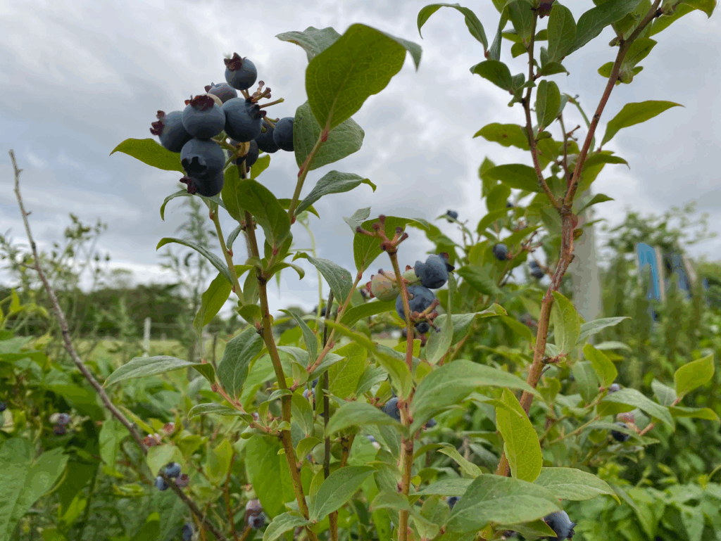Blauwe bessenstruik kopen