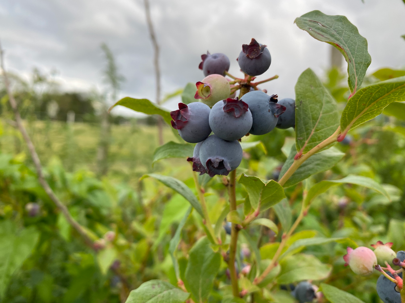 Blauwe bessenstruik kopen