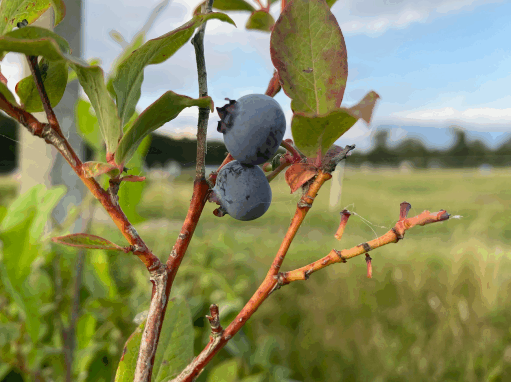 Blauwe bessenstruik planten