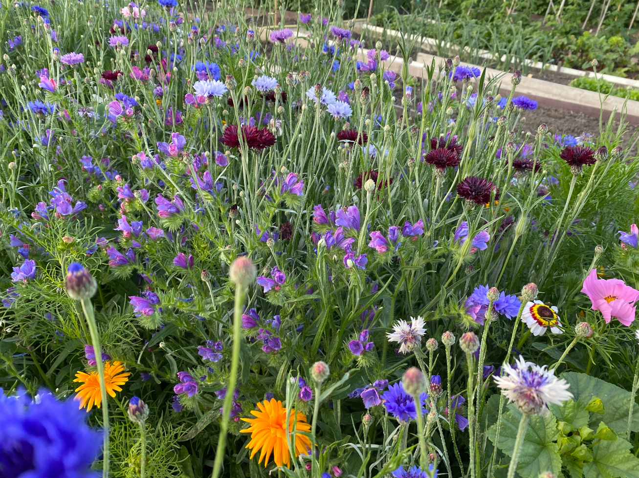 Bloemenmengsel in je moestuin