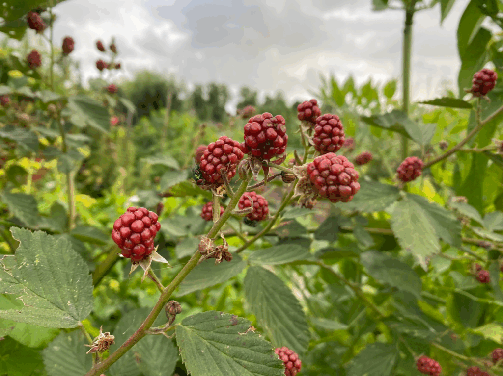 Bramen in de moestuin