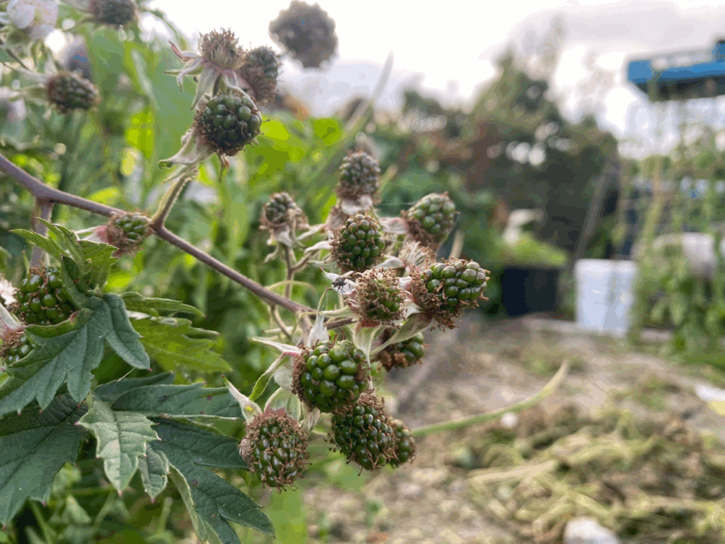 Bramenstruiken kopen