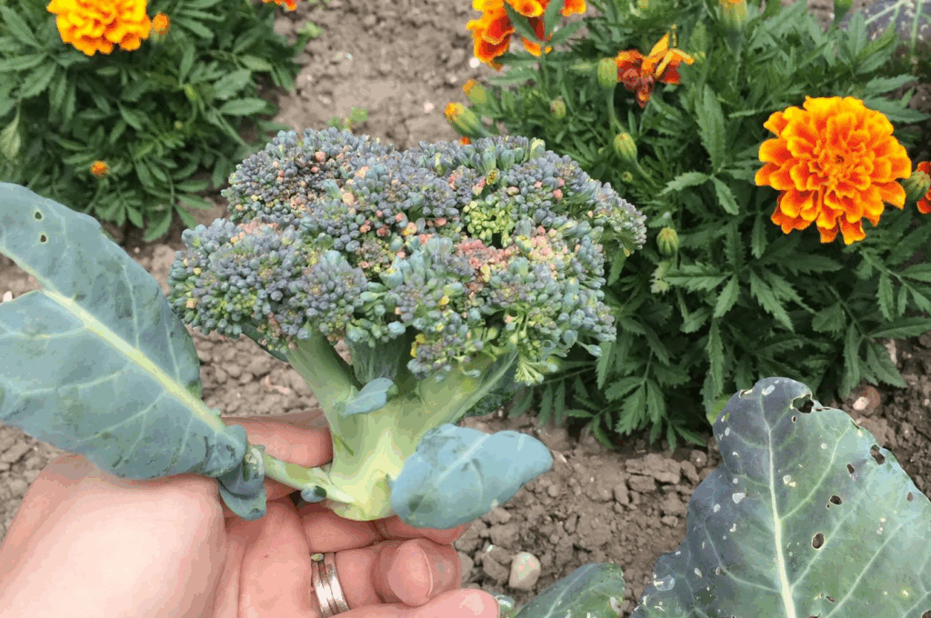 broccoli oogsten
